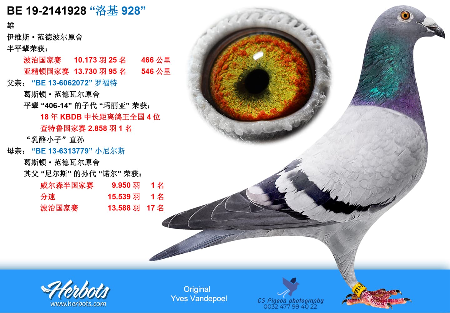 pigeon: undefined