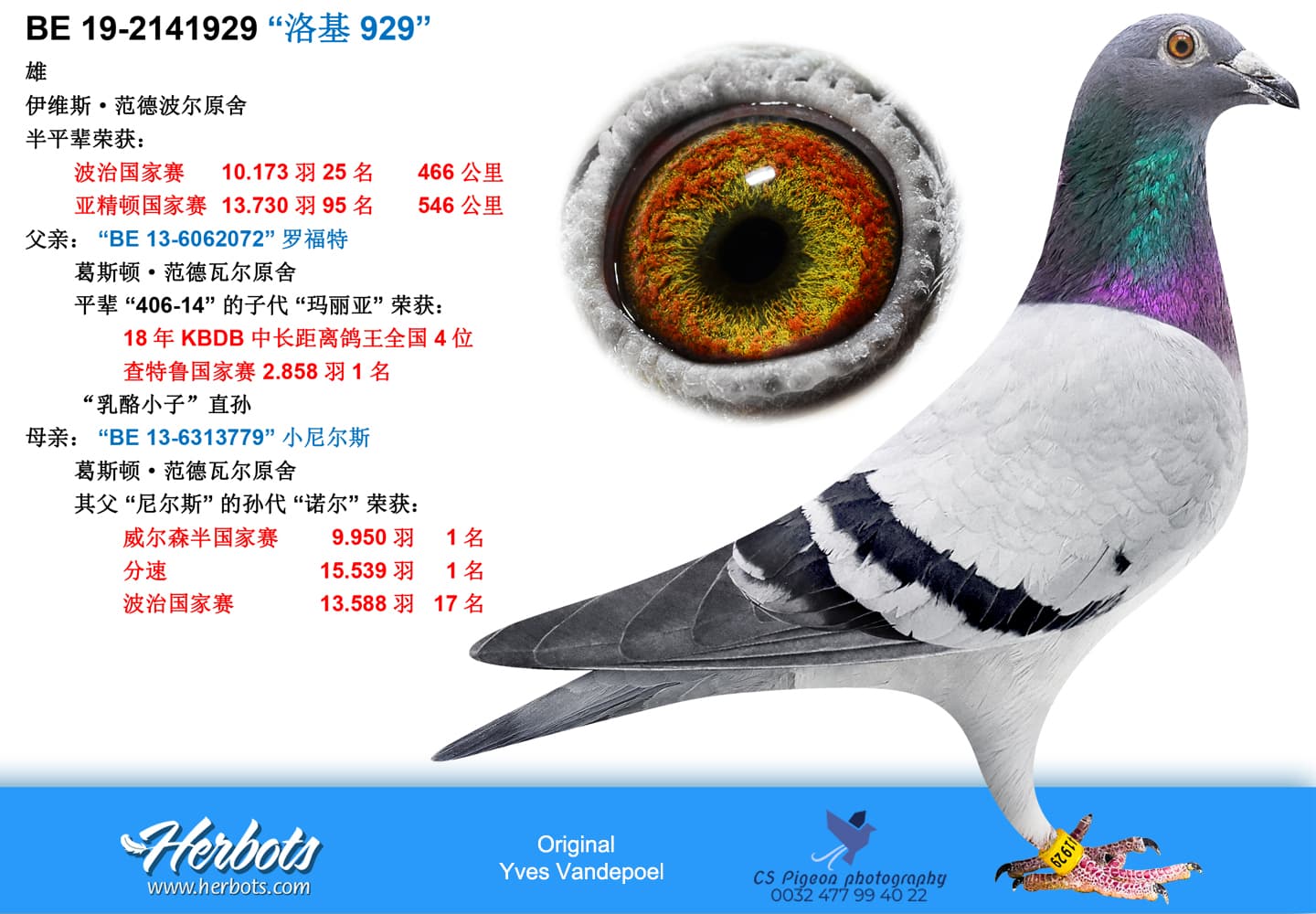 pigeon: undefined