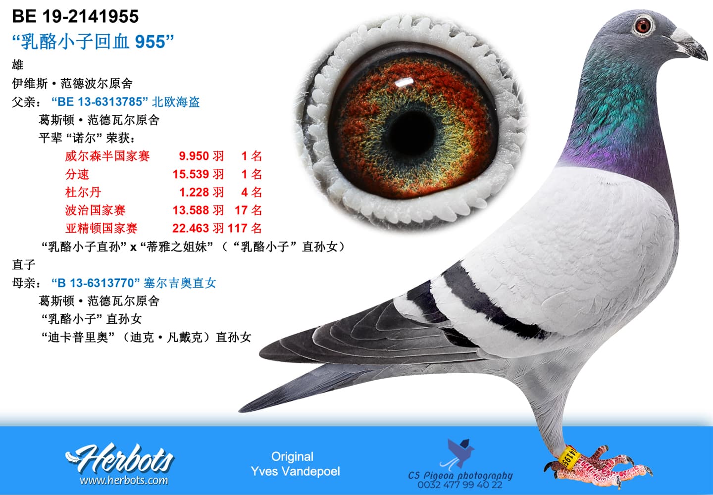 pigeon: undefined
