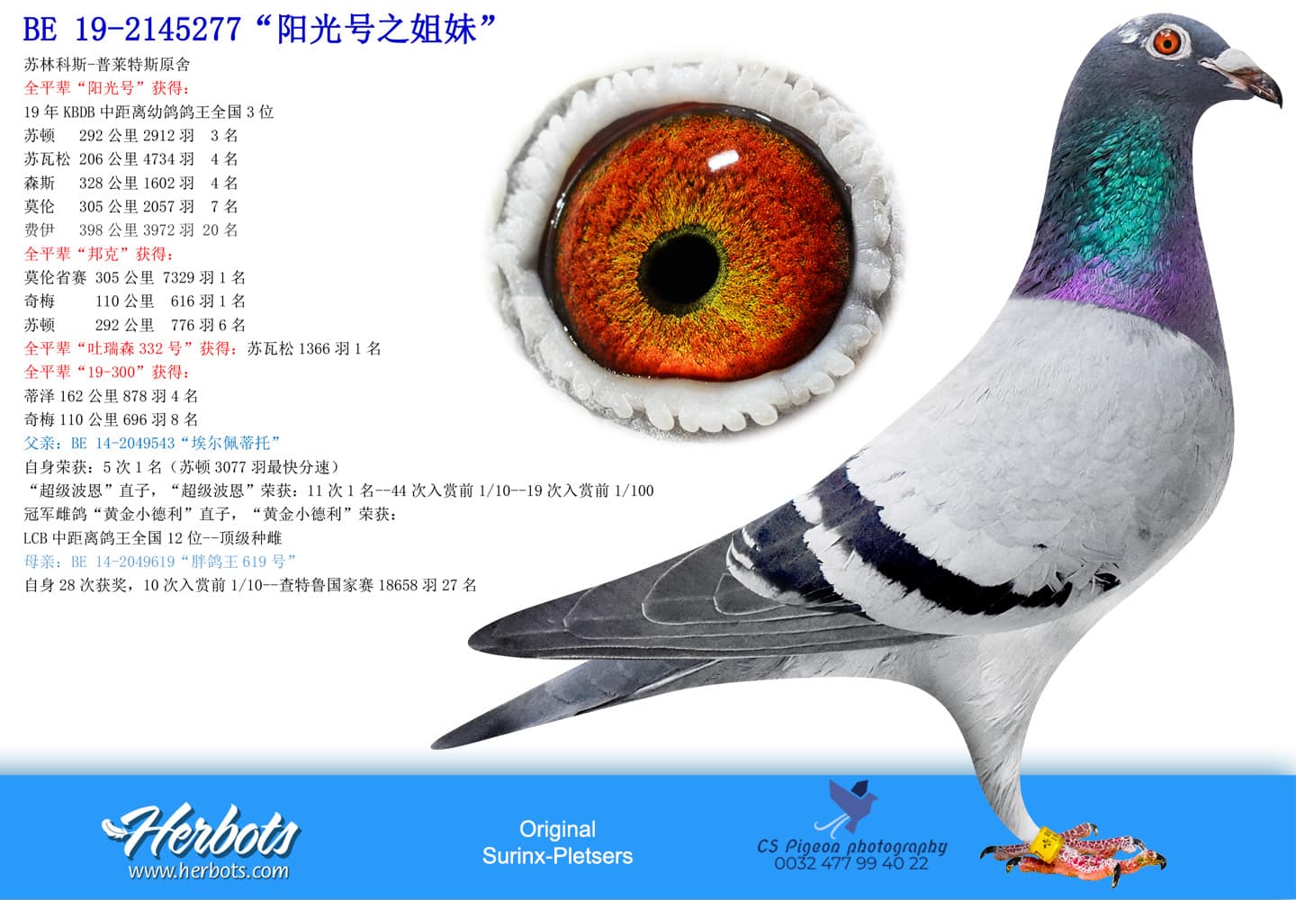 pigeon: undefined