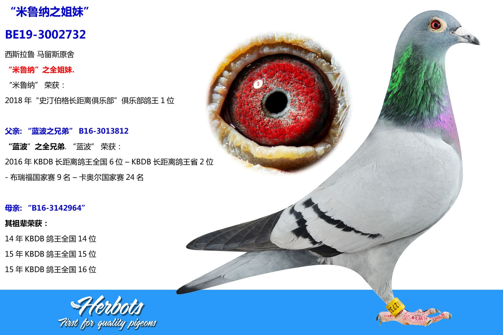 pigeon: undefined