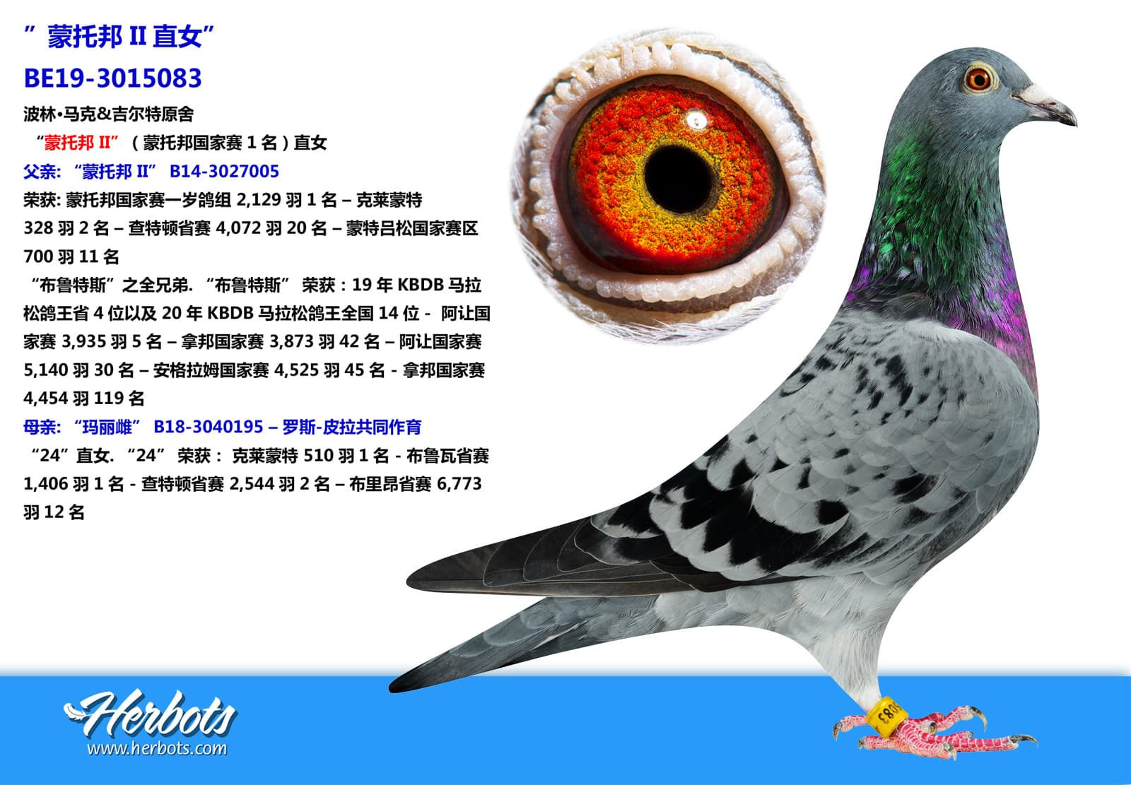 pigeon: ”蒙托邦 II直女”