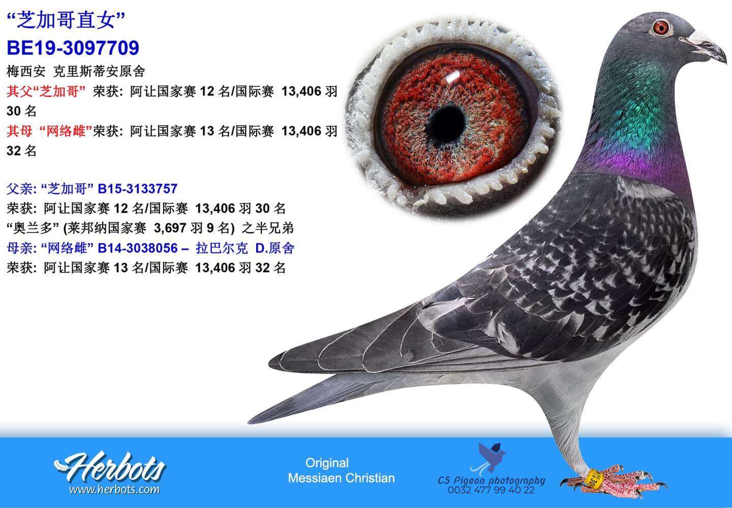 pigeon: “芝加哥直女”