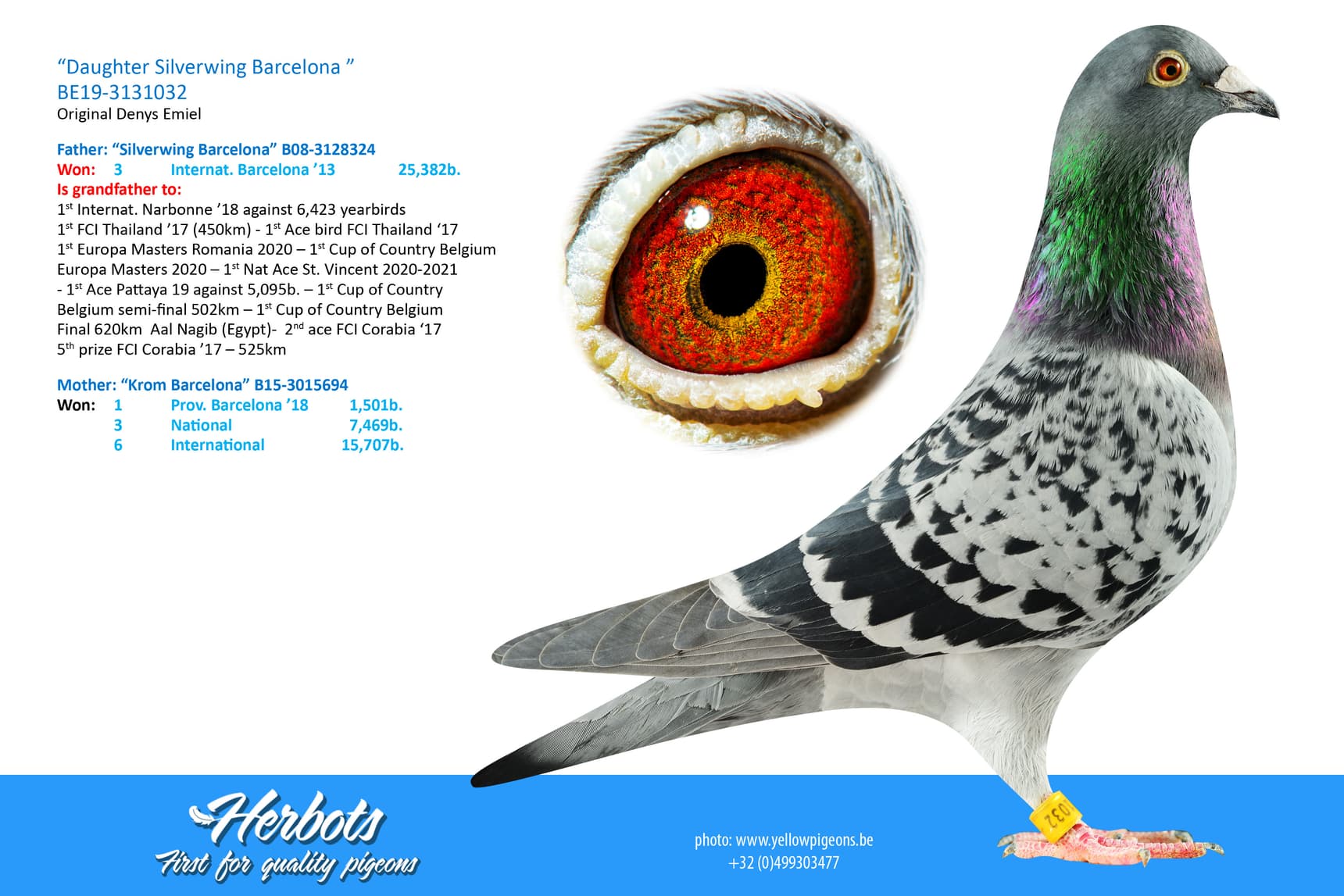 pigeon: “Daughter Silver Wing Barcelona”