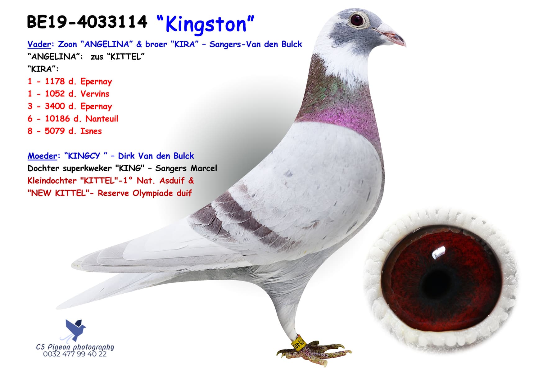 Pigeon Digest 新春特別号 54号 Pigeon Digest 新春特別号 54号 Suzy Q - BE-21-5032932