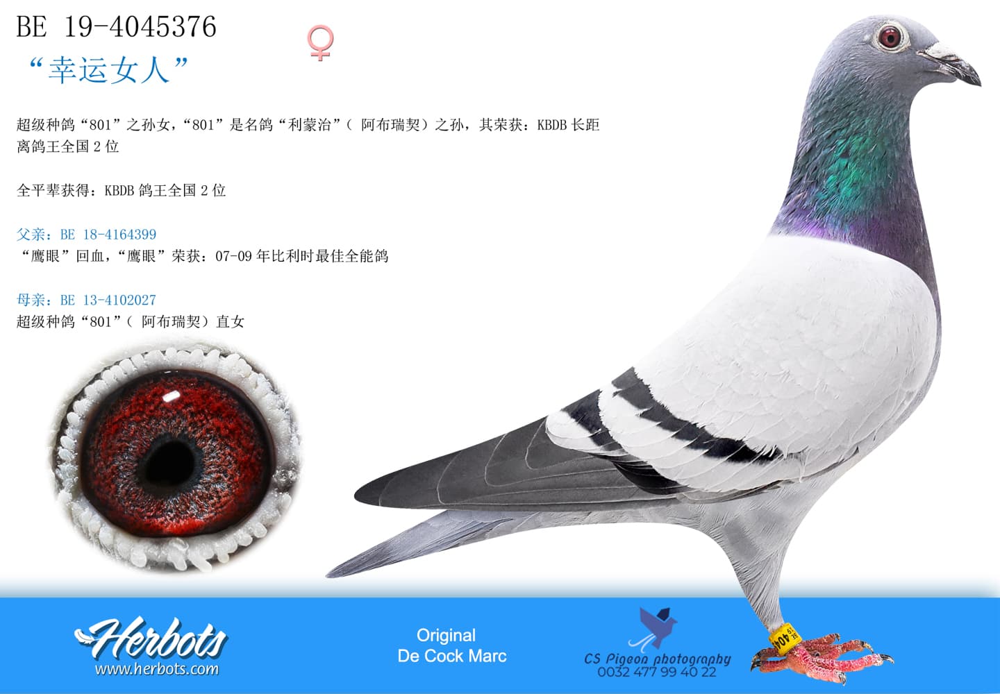pigeon: undefined