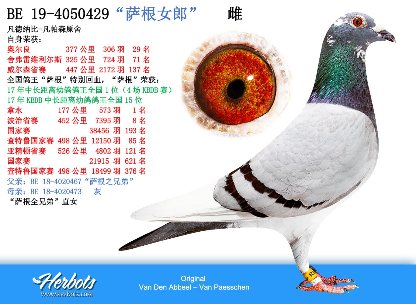 pigeon: undefined