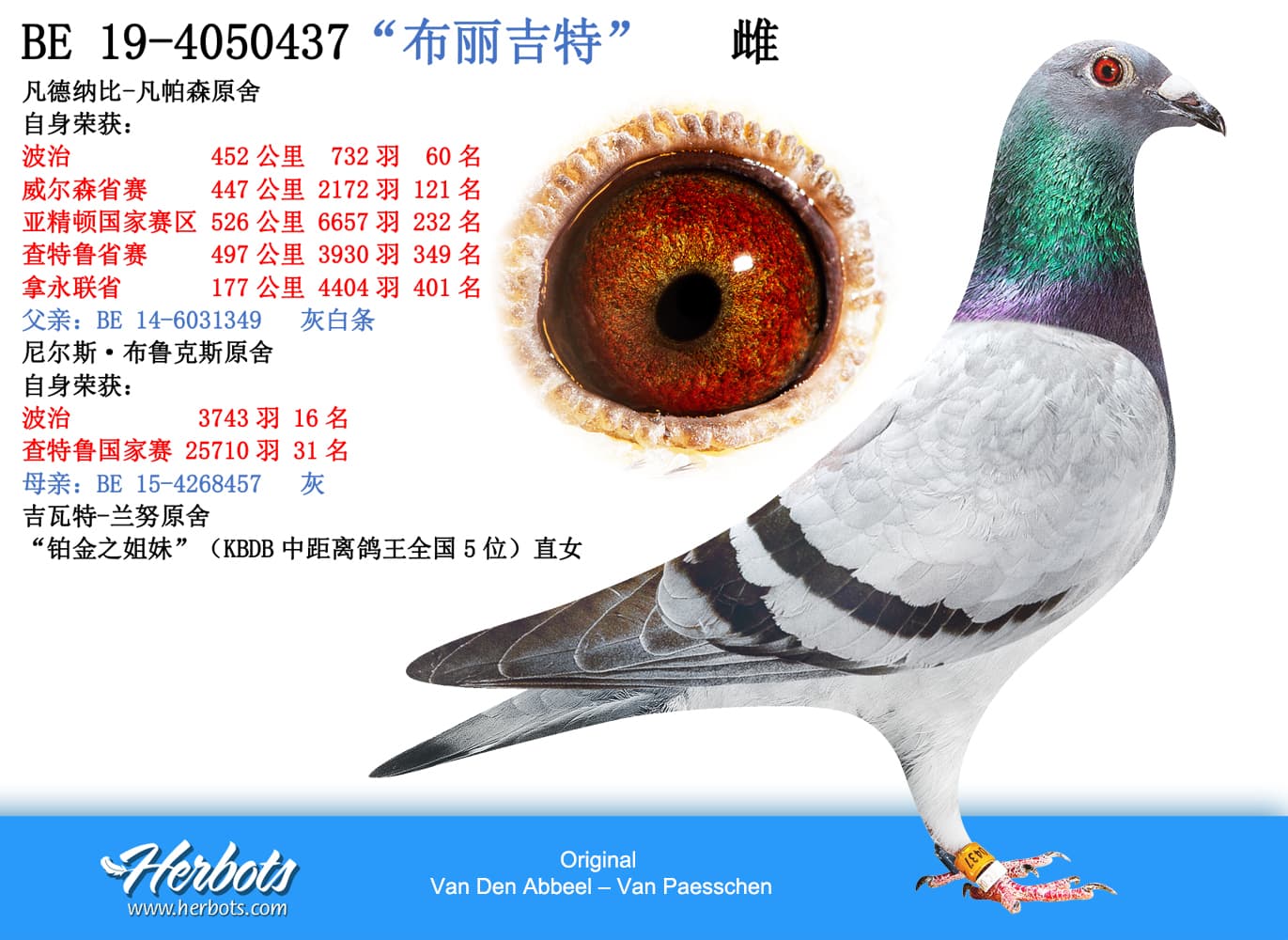pigeon: undefined