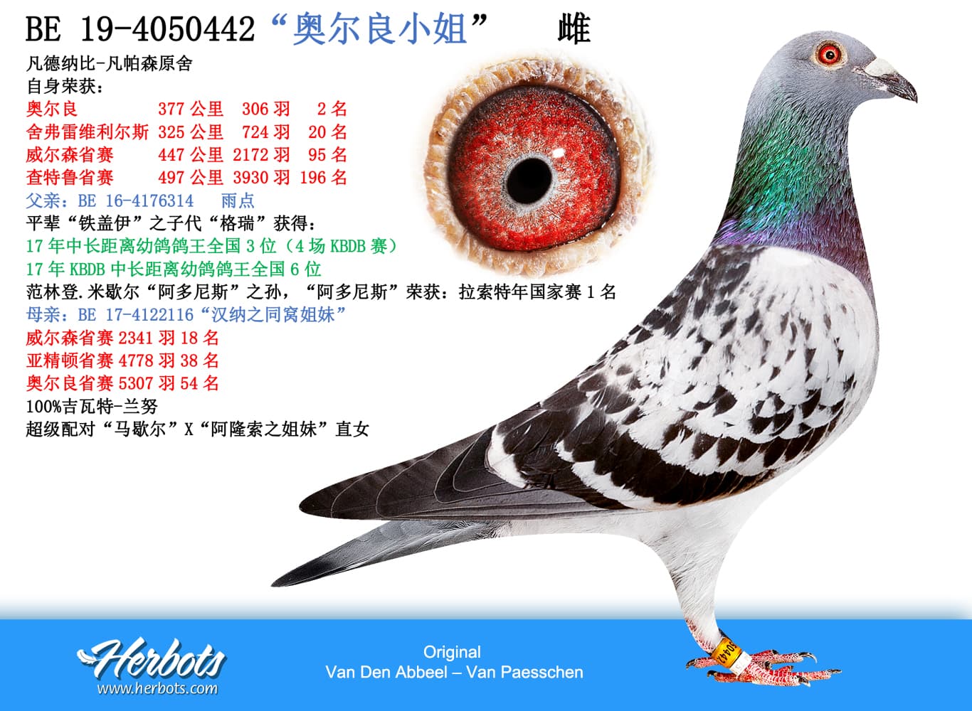 pigeon: undefined