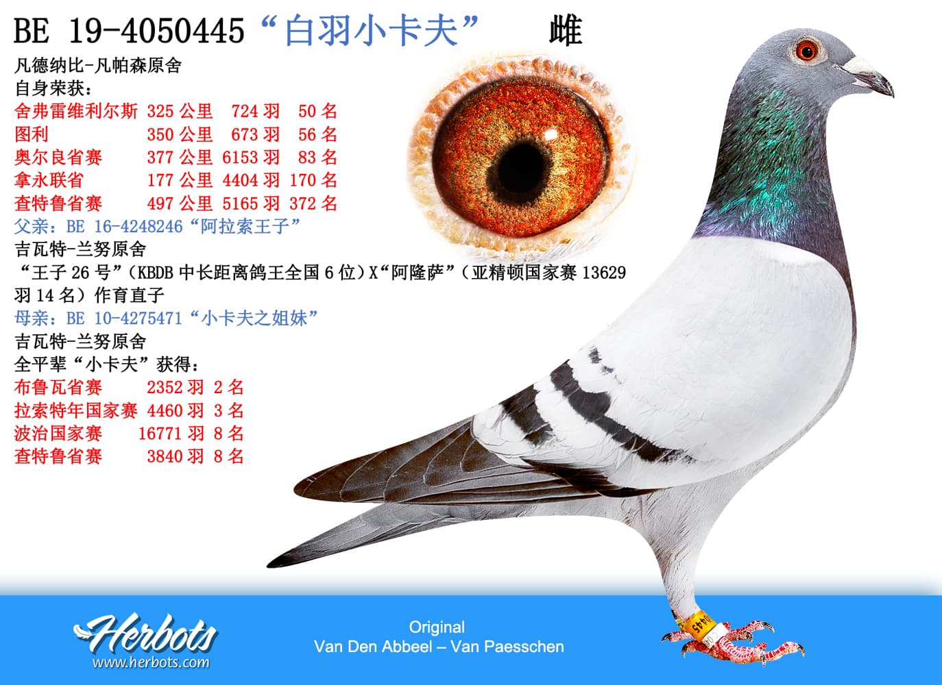 pigeon: undefined