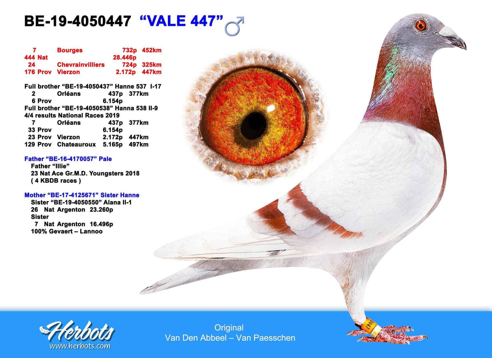 pigeon: "Vale 447"