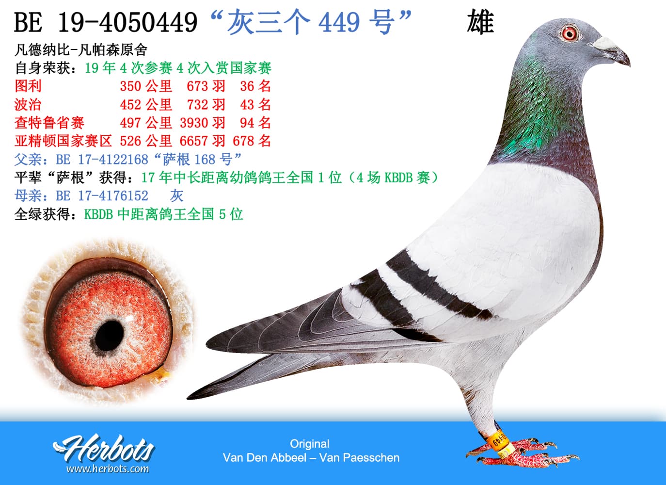 pigeon: “灰三个449号”