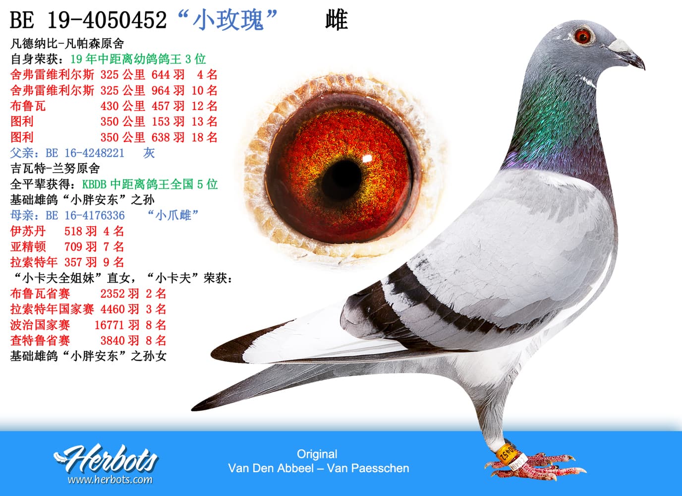 pigeon: “小玫瑰”