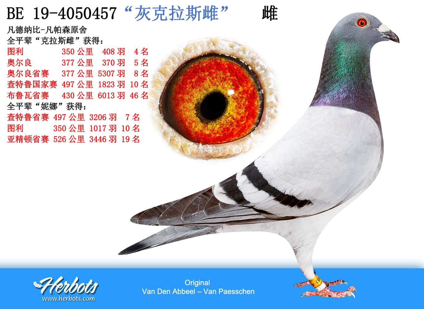 pigeon: undefined