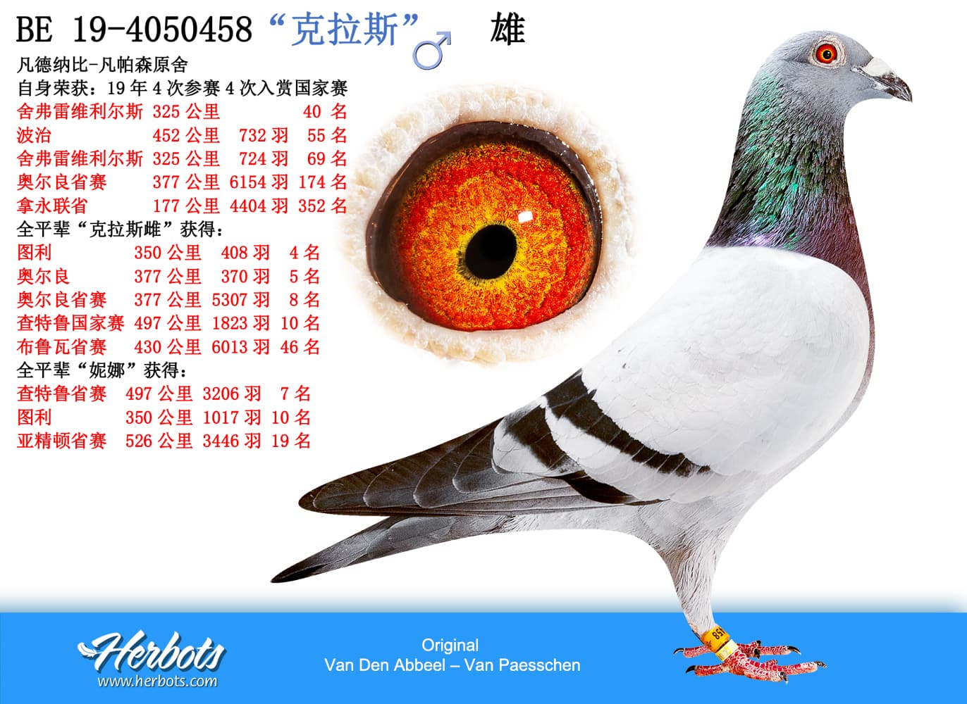 pigeon: “克拉斯”