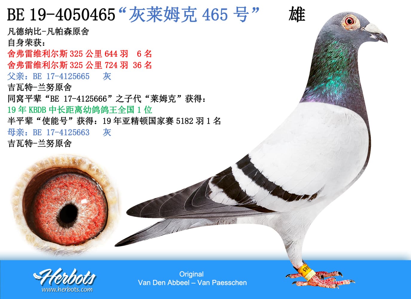pigeon: undefined