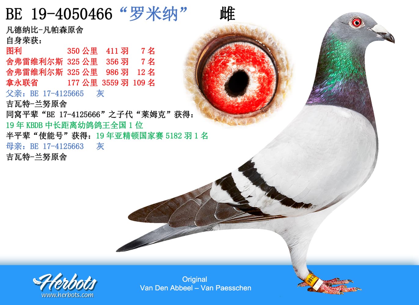 pigeon: “罗米纳”