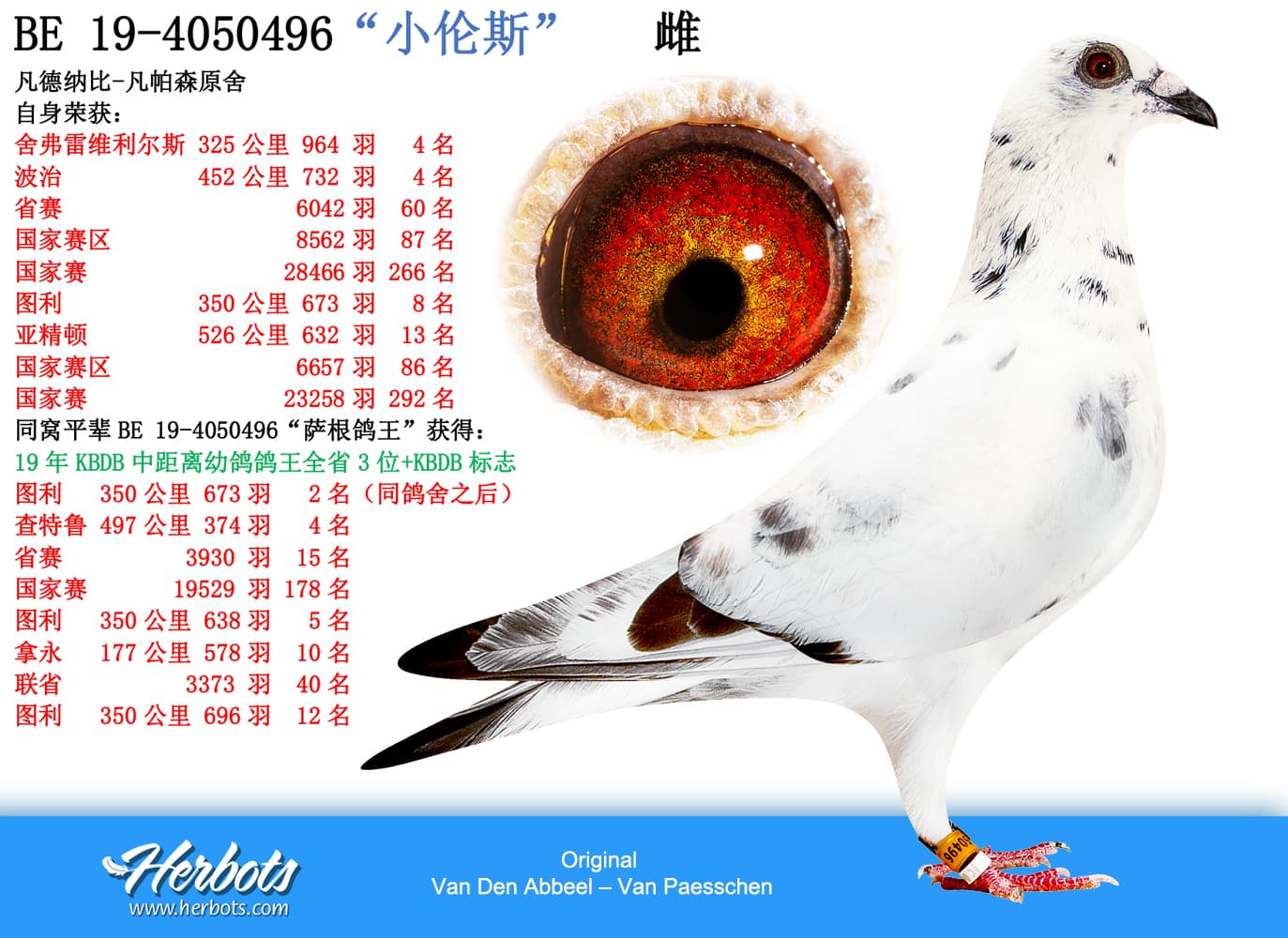 pigeon: “小伦斯”