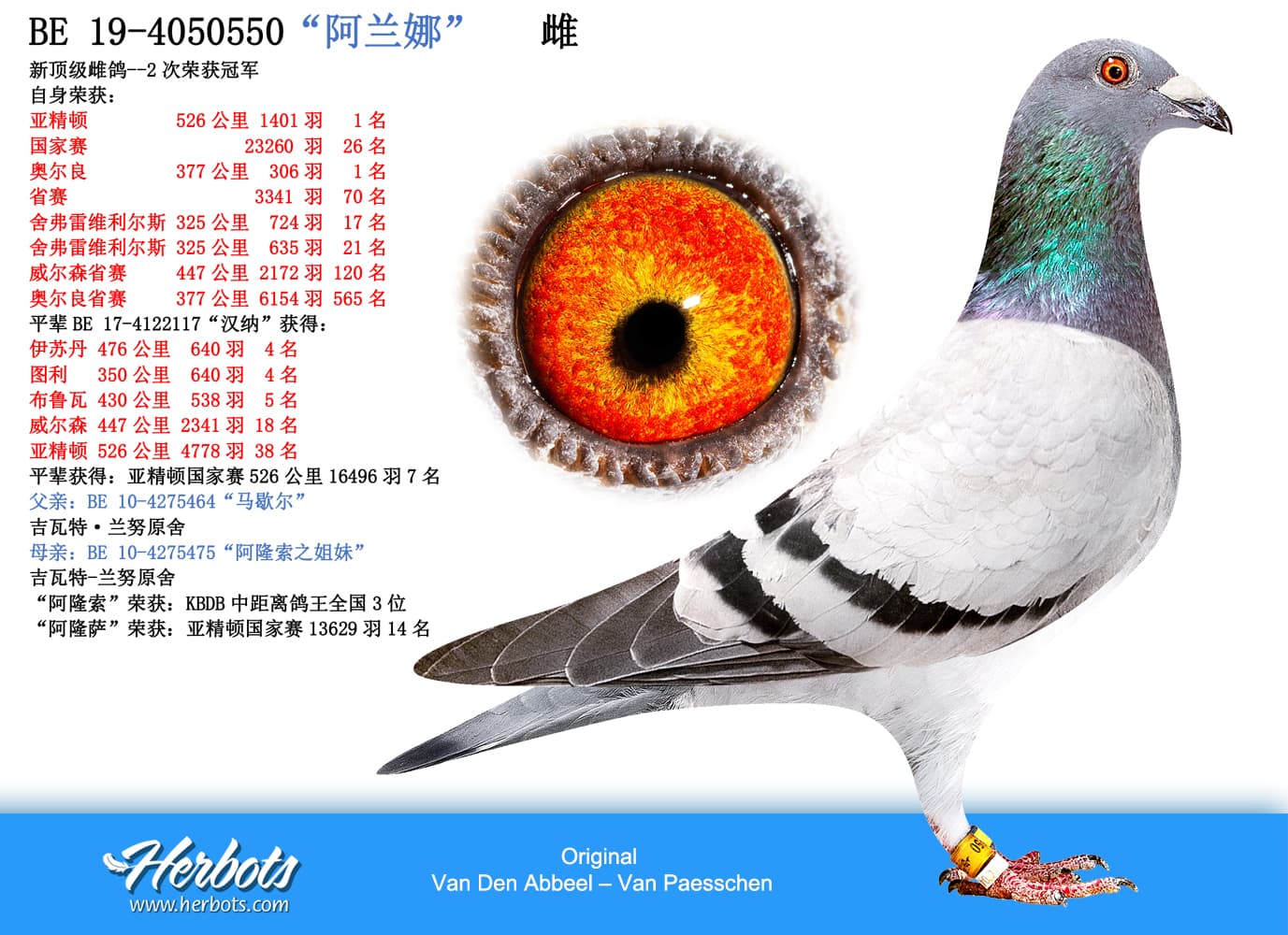 pigeon: “阿兰娜”
