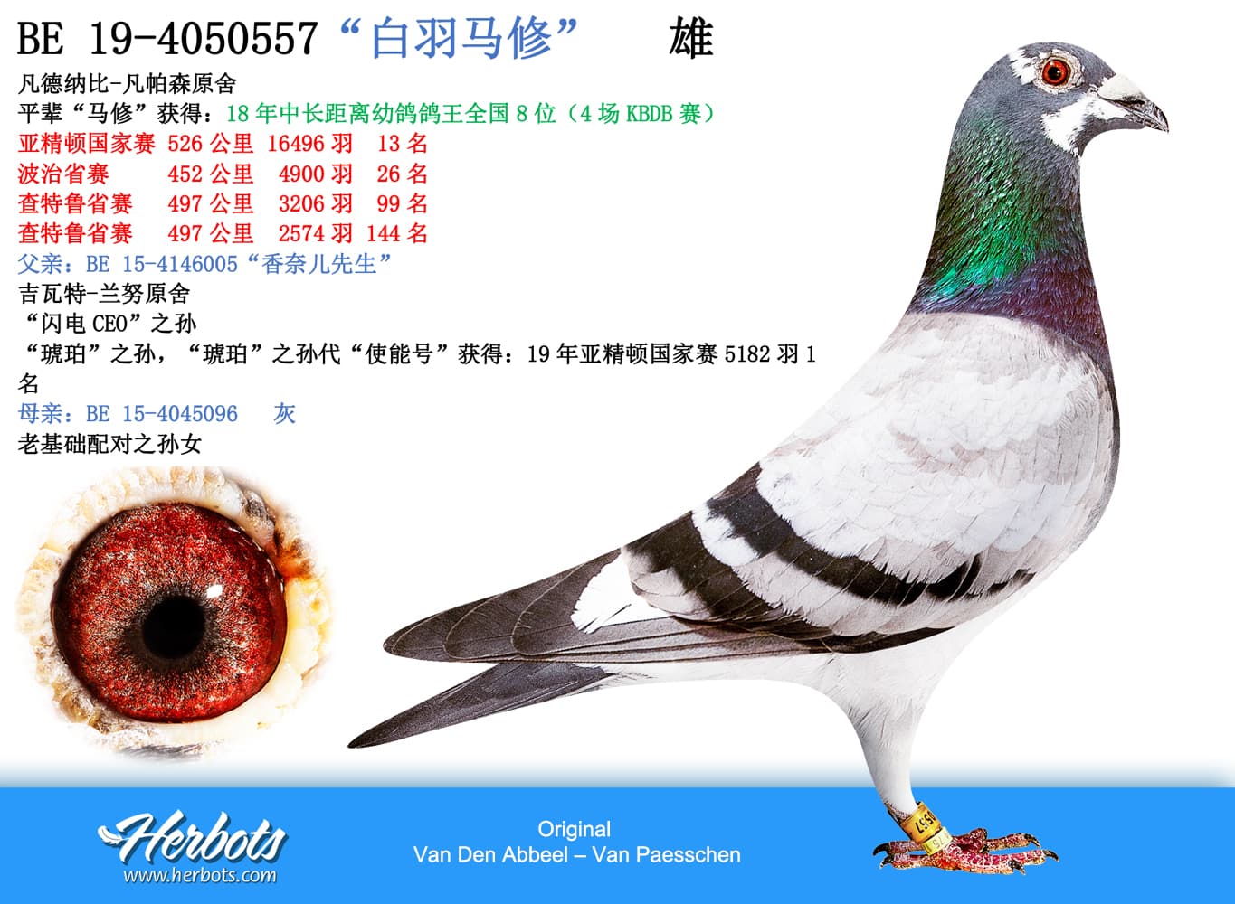 pigeon: undefined