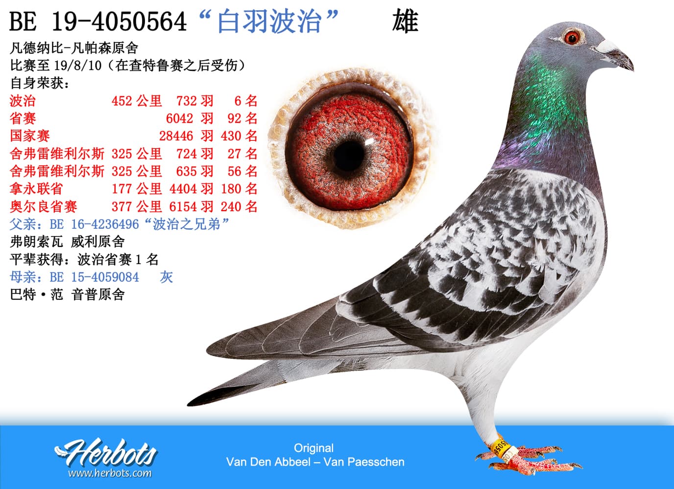 pigeon: undefined