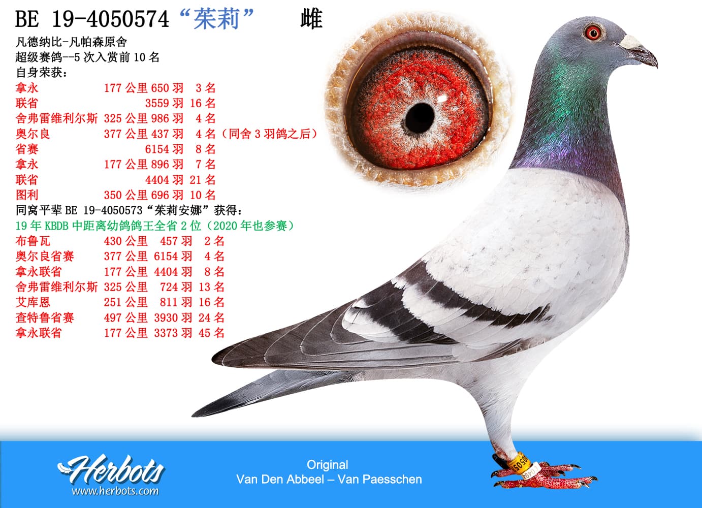 pigeon: undefined