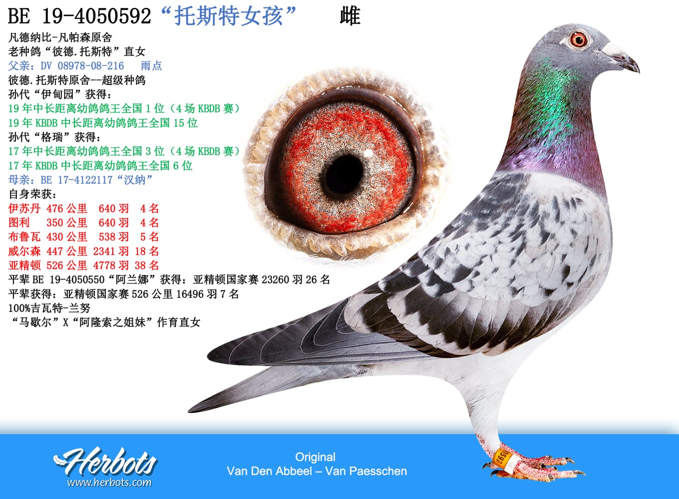 pigeon: undefined