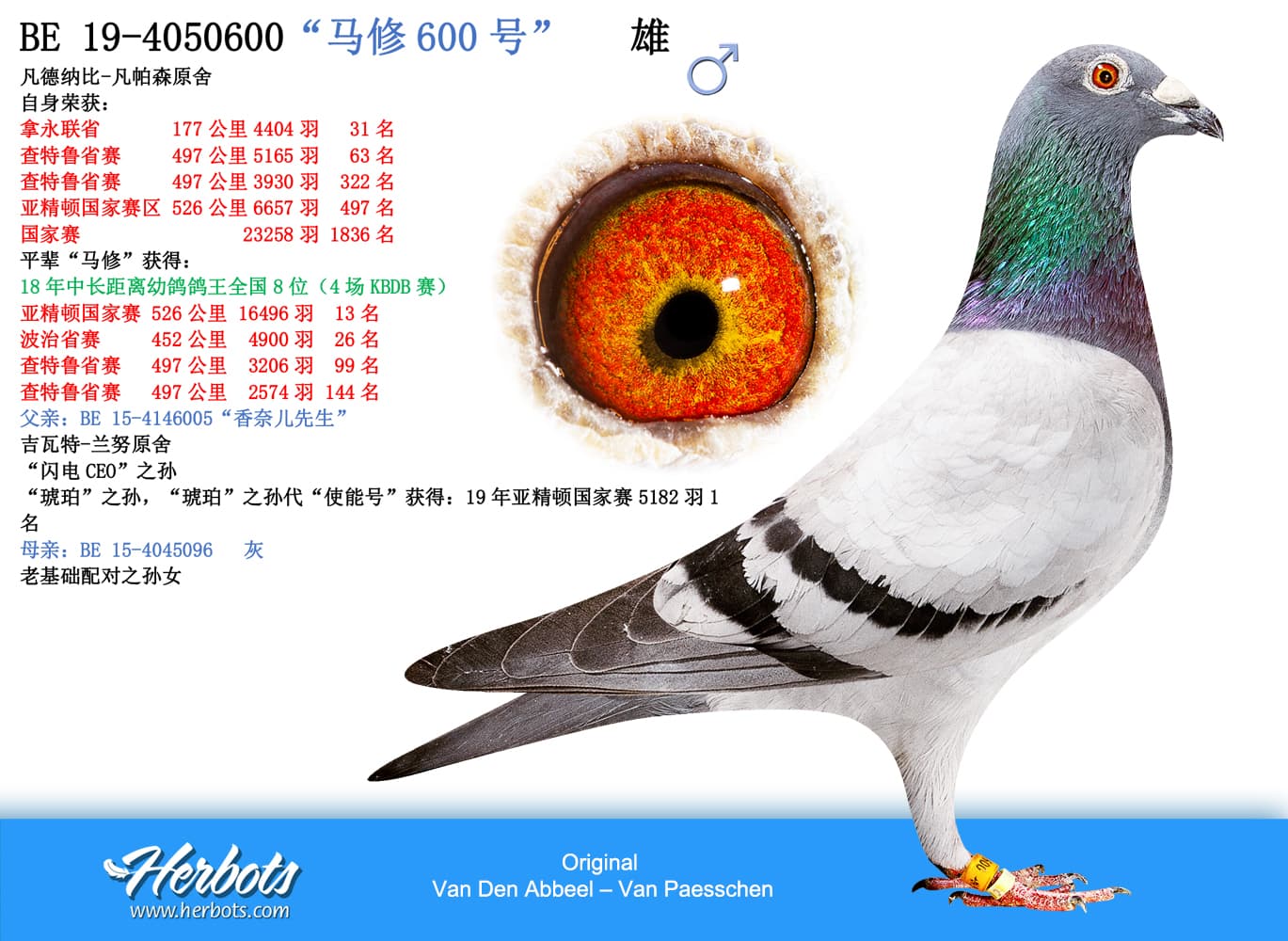pigeon: undefined