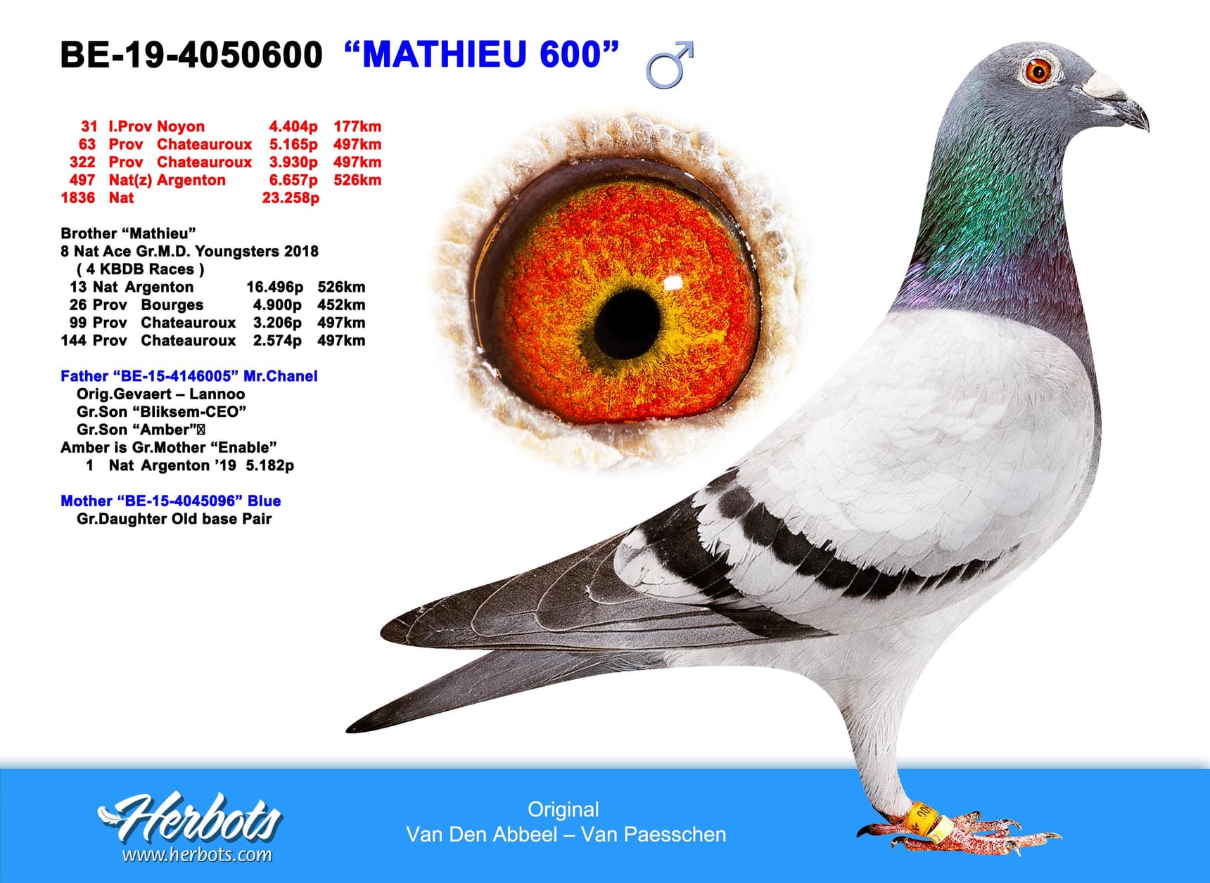 pigeon: "Mathieu 600"