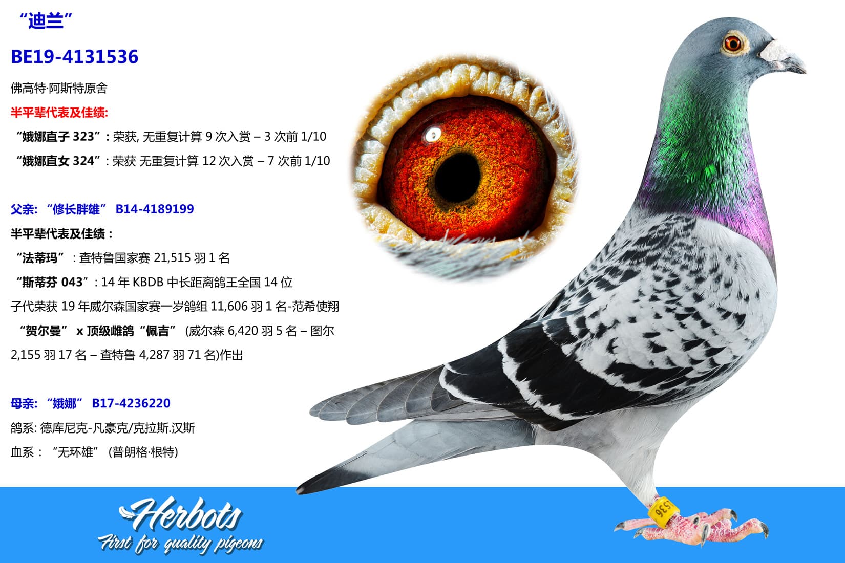 pigeon: undefined