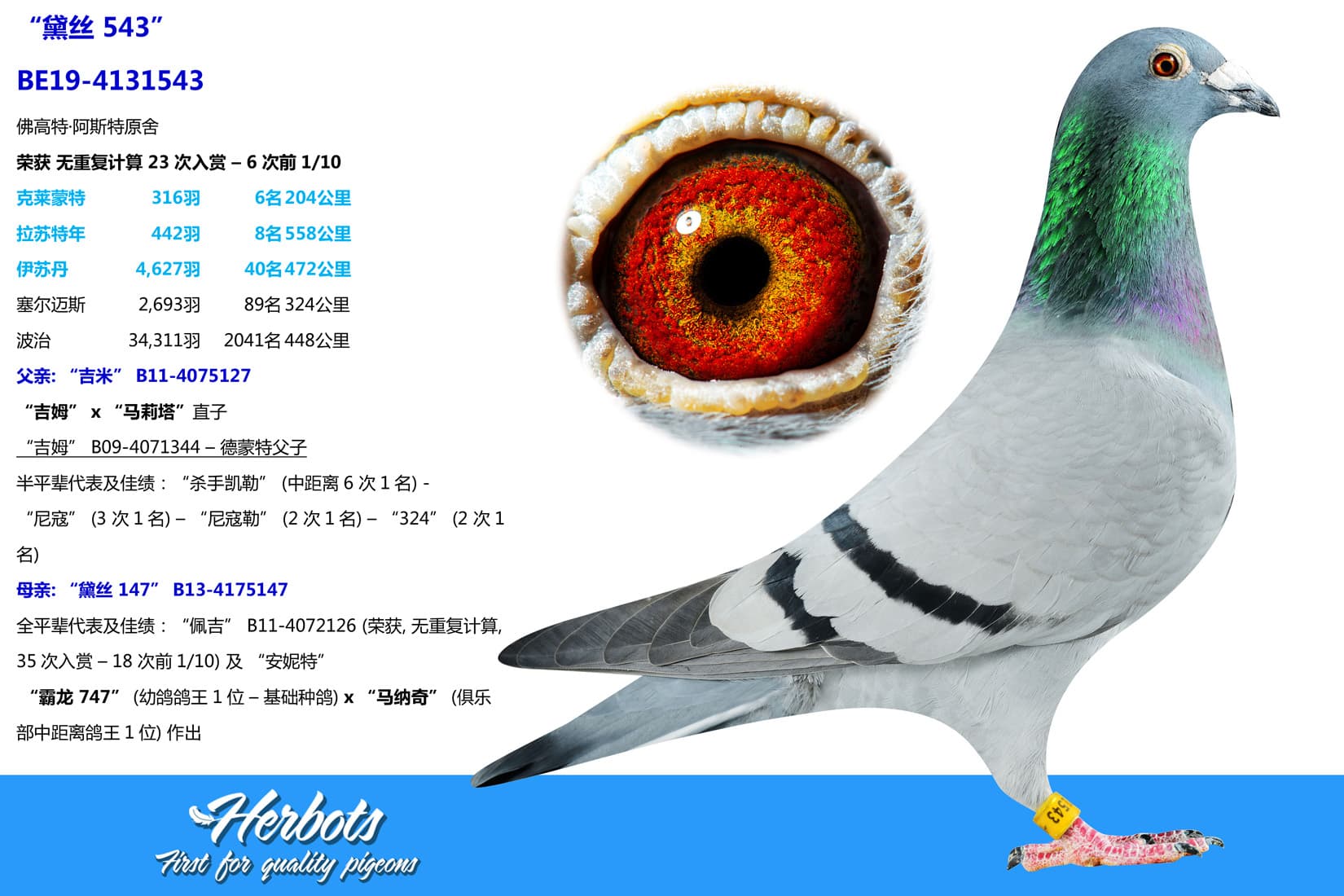 pigeon: undefined