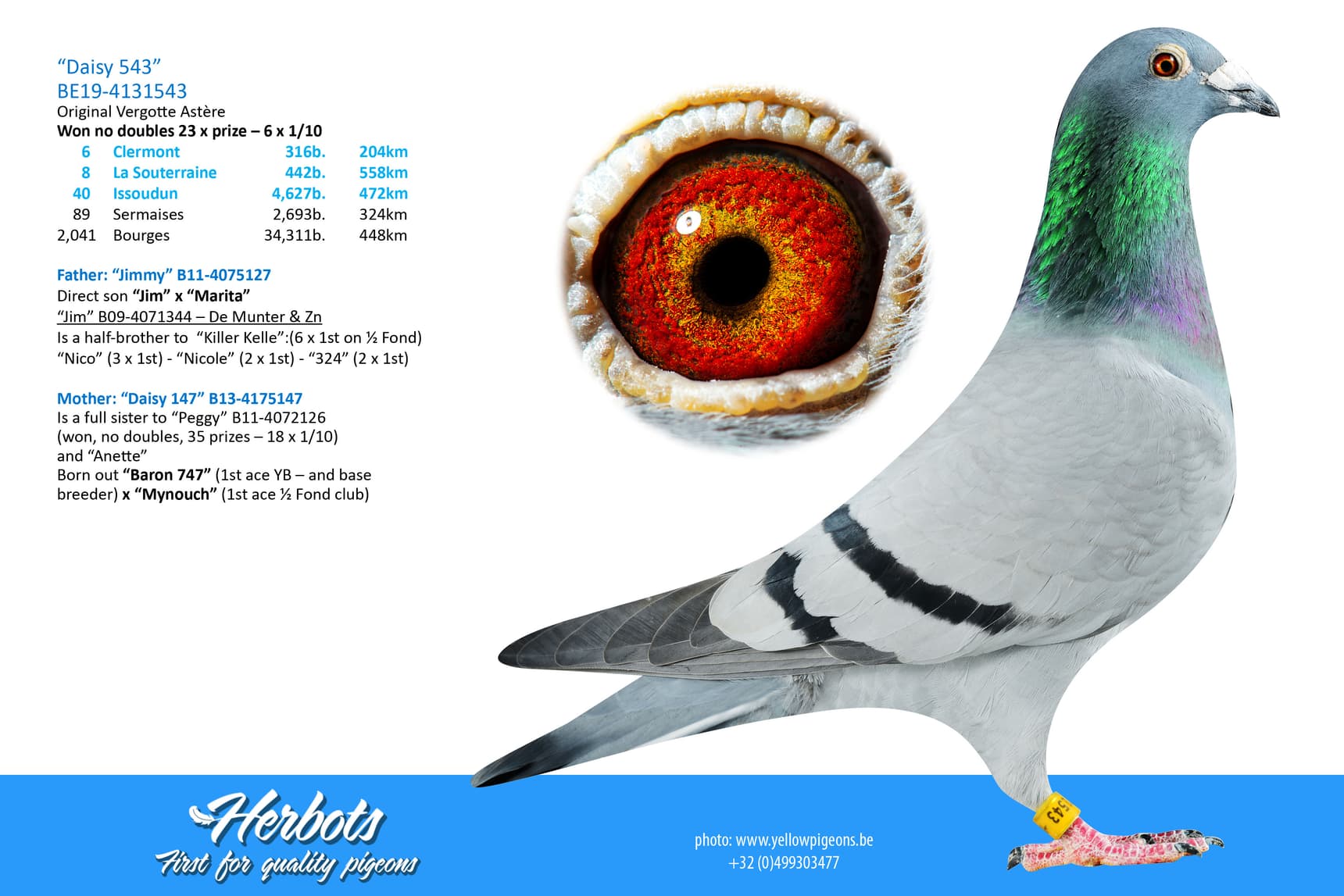 pigeon: undefined