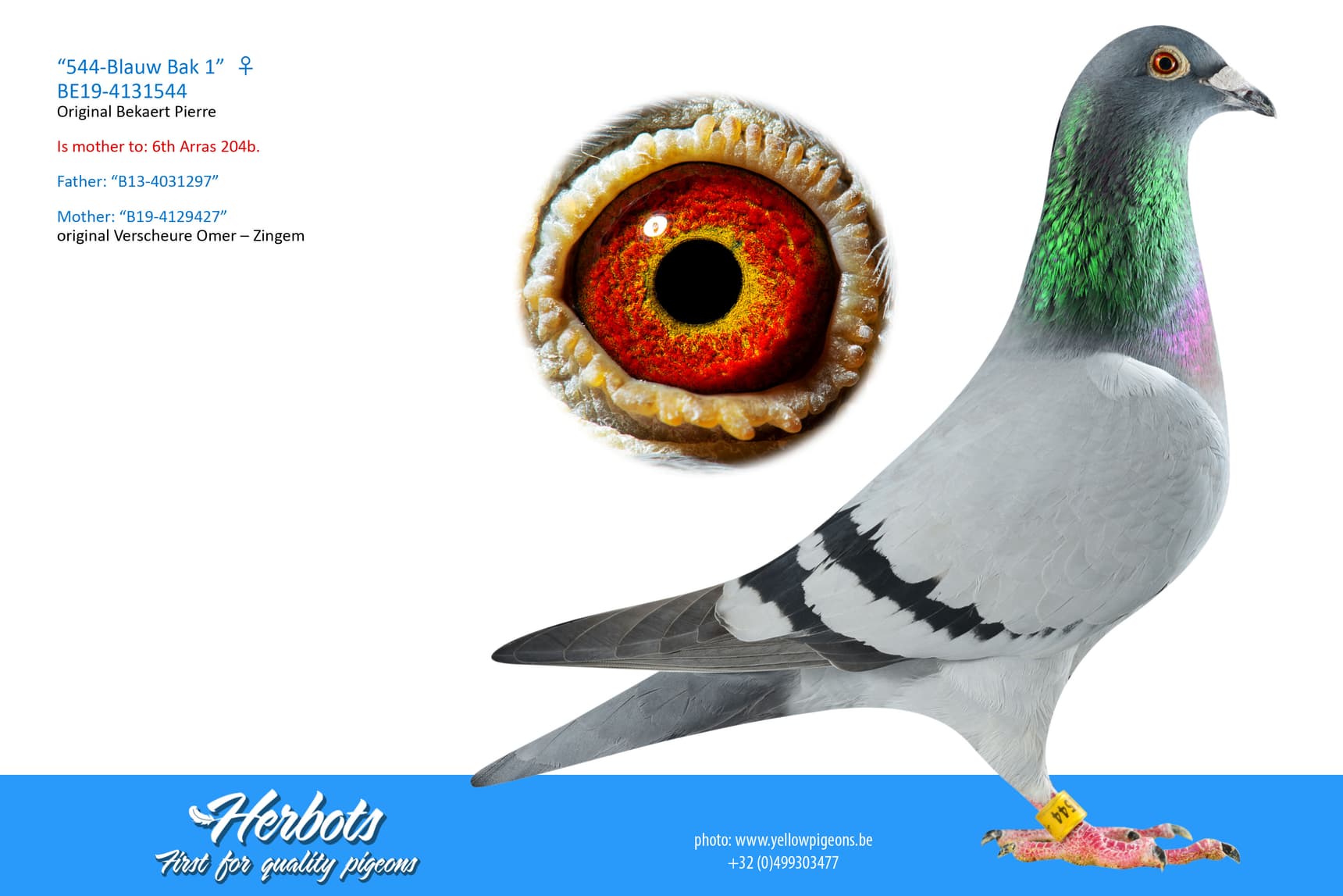 pigeon: undefined