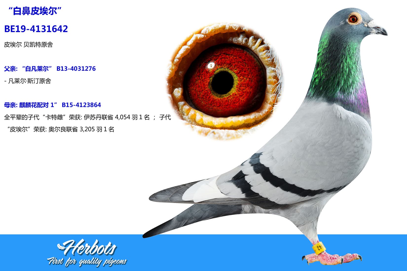 pigeon: undefined