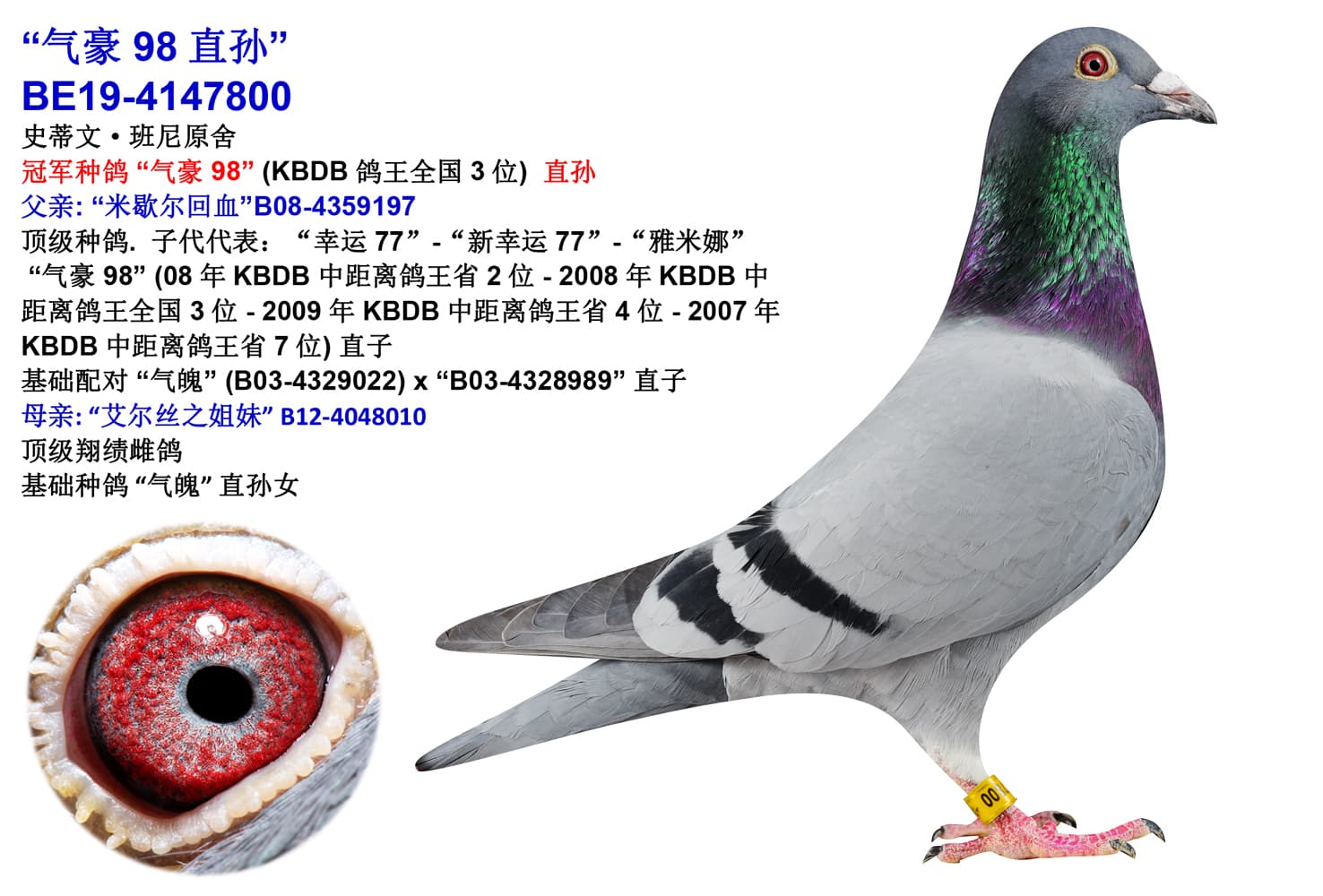 pigeon: undefined