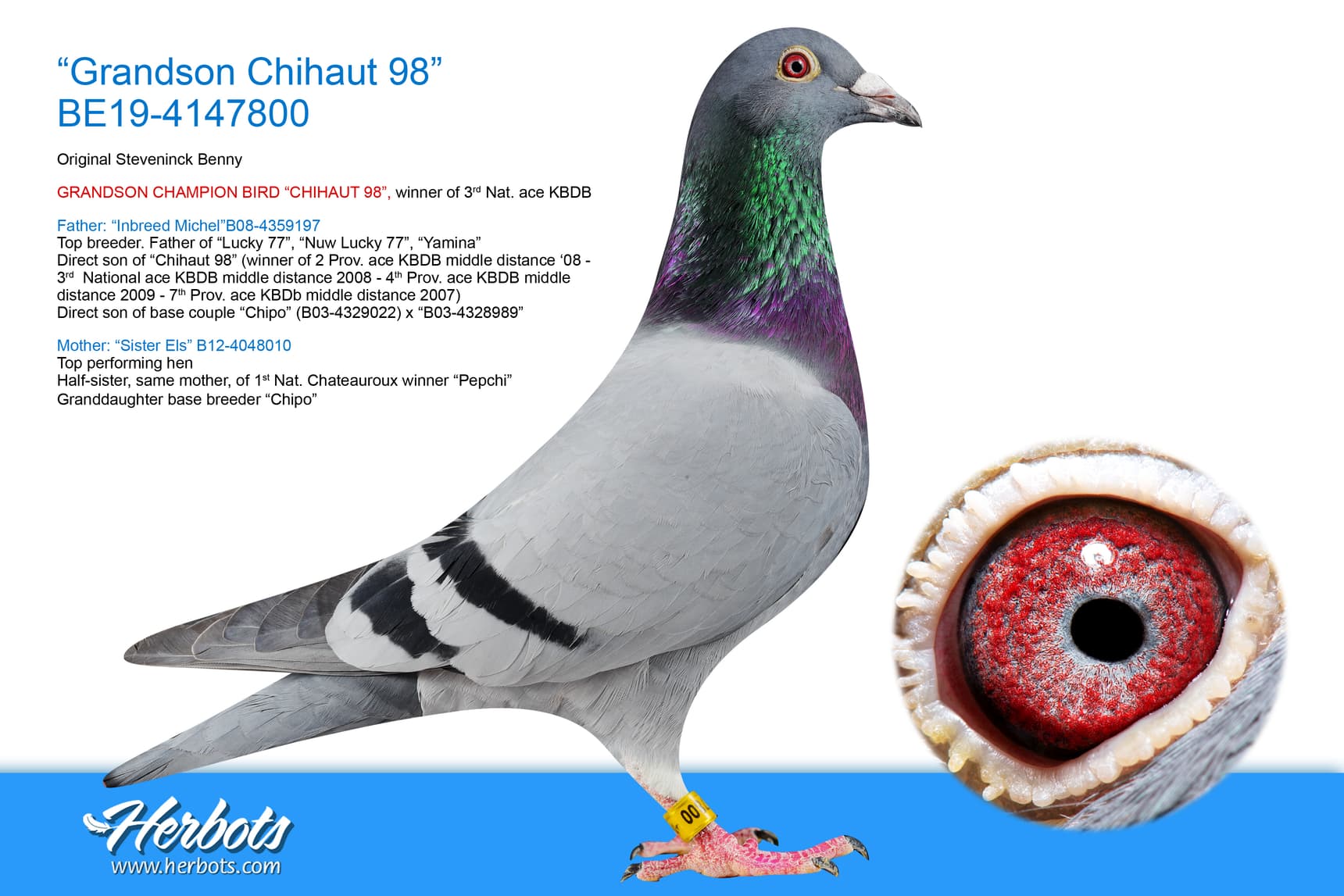 pigeon: undefined