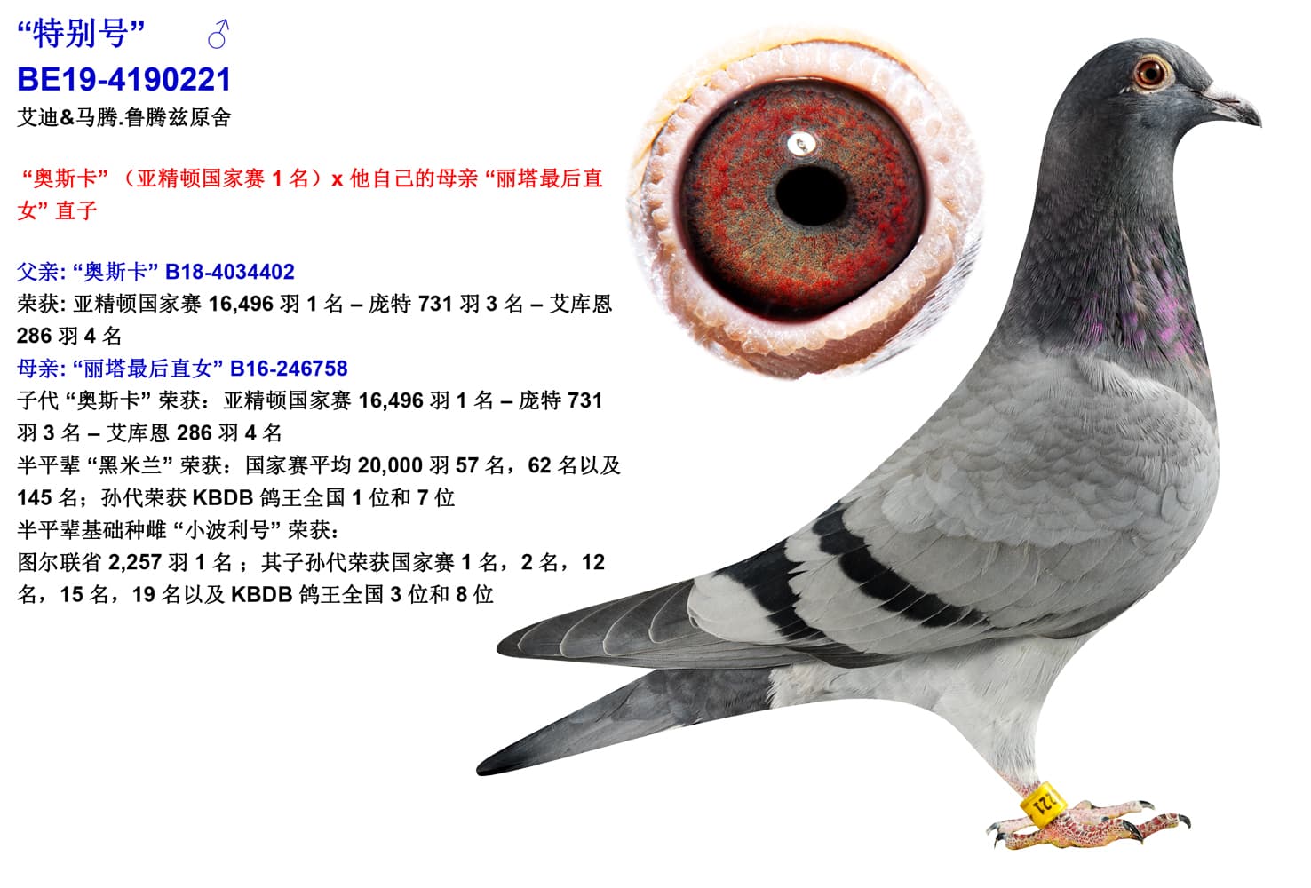 pigeon: undefined
