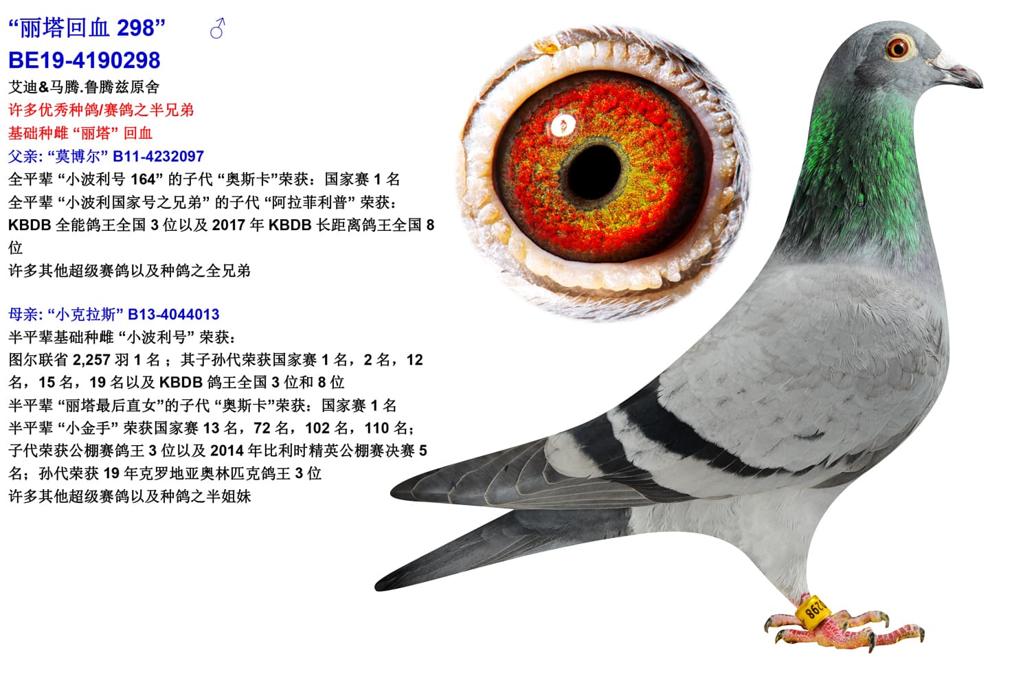pigeon: undefined