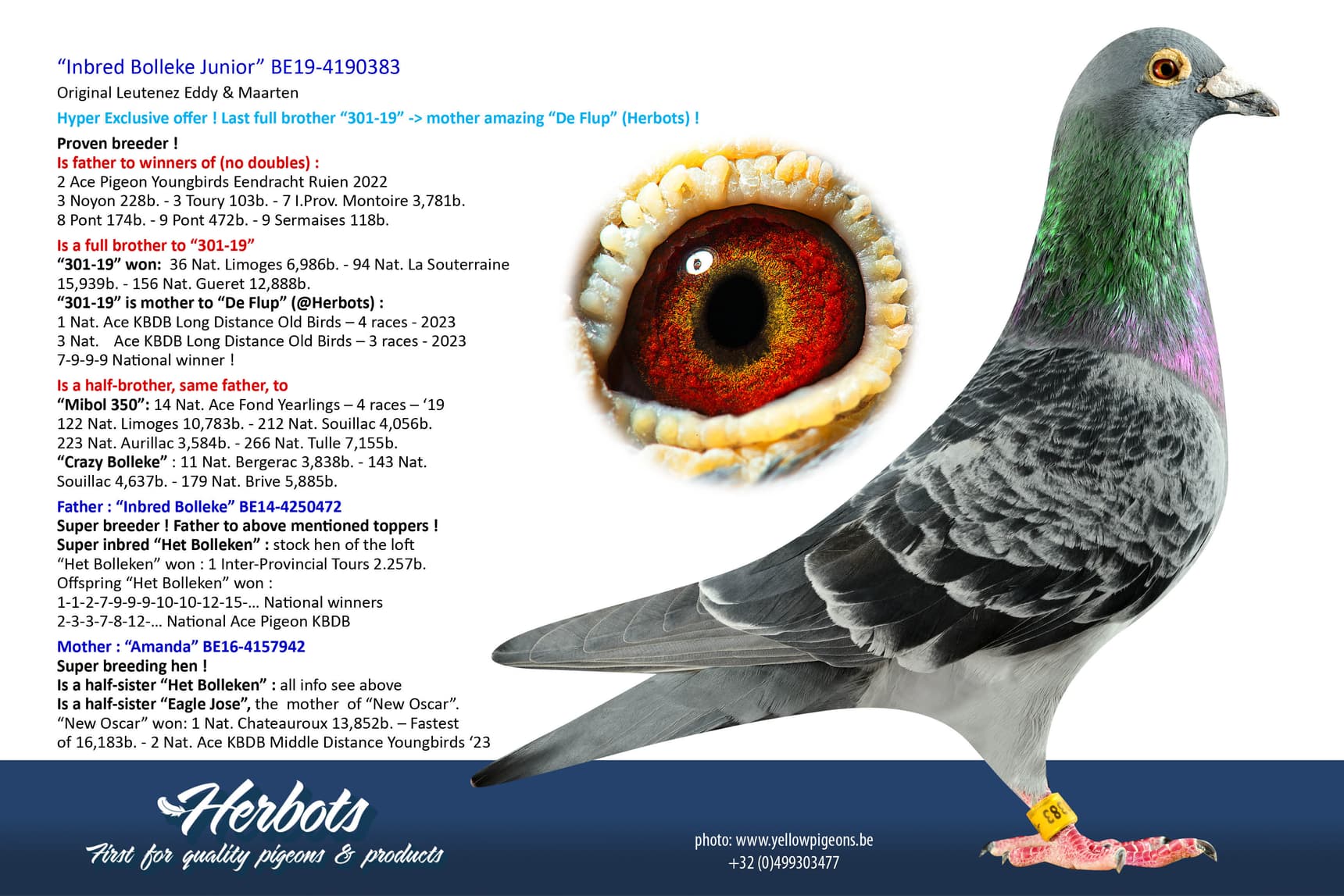 pigeon: “Inbred Bolleke Junior”