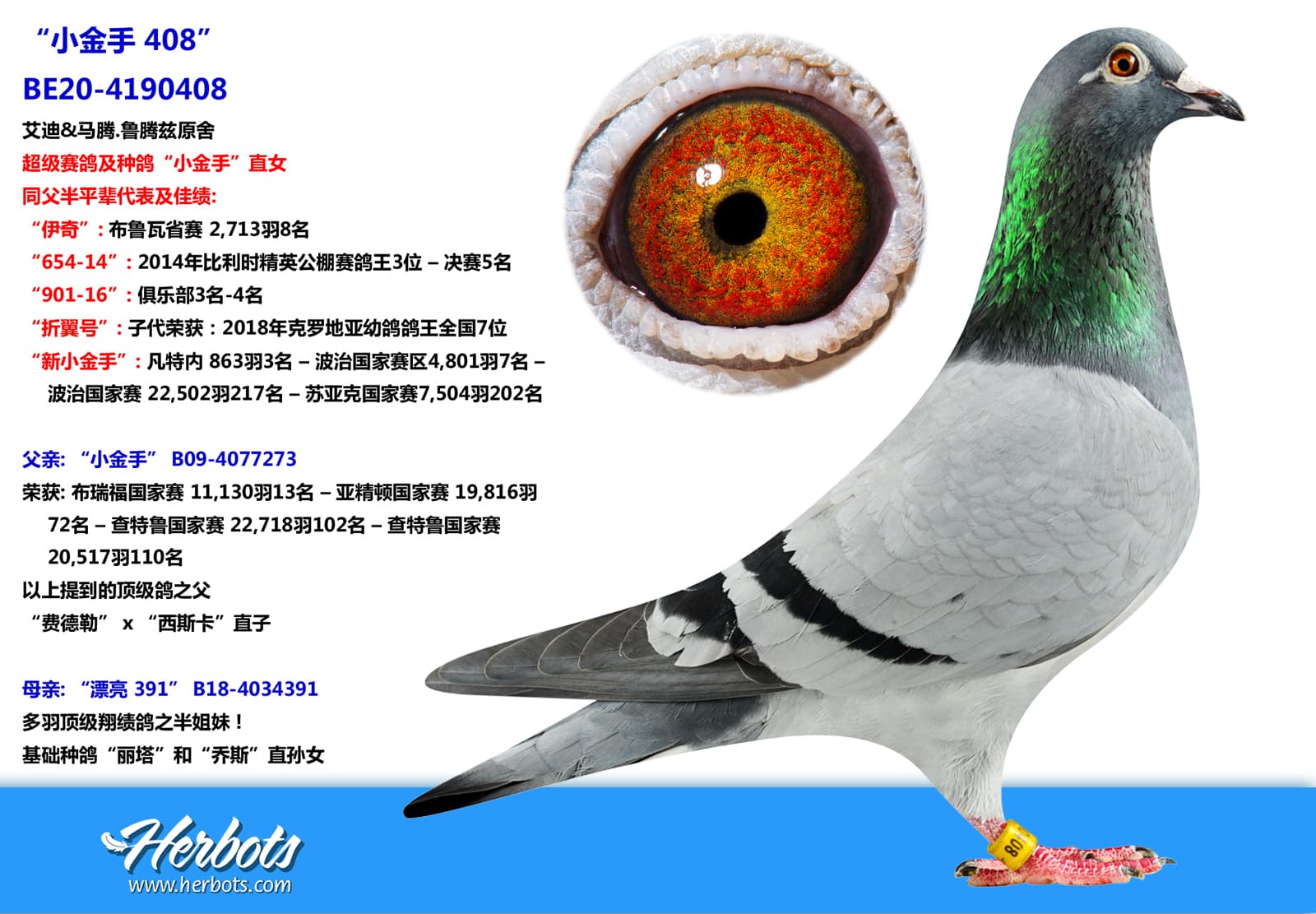 pigeon: “小金手 408”