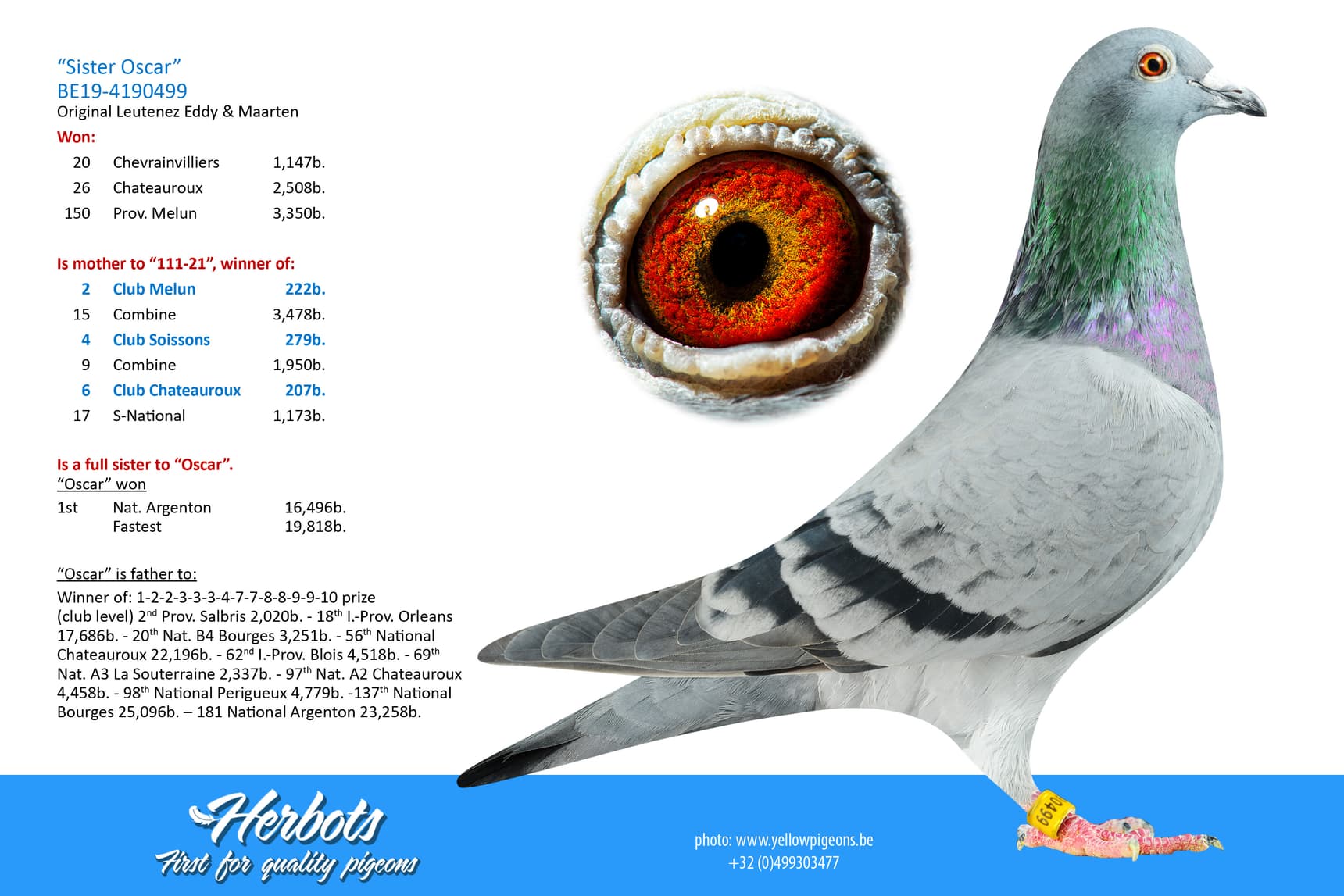 pigeon: undefined