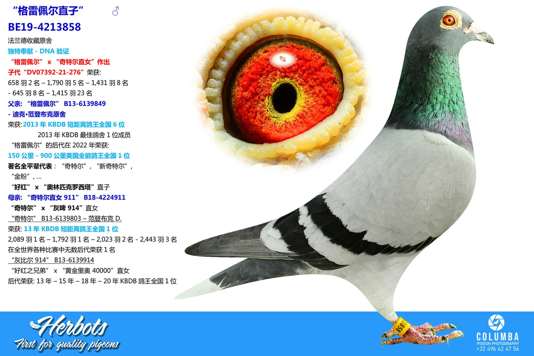 pigeon: “格雷佩尔直子”
