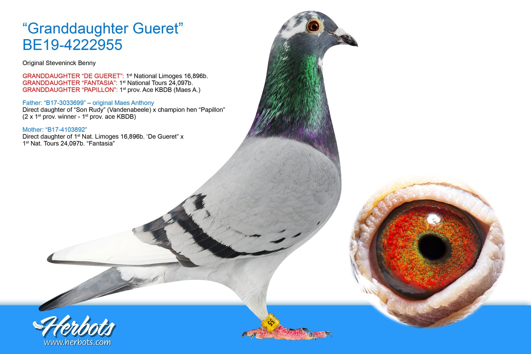 pigeon: “Granddaughter Gueret”