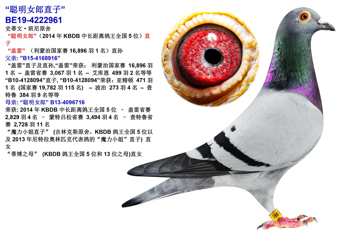 pigeon: “聪明女郎直子”