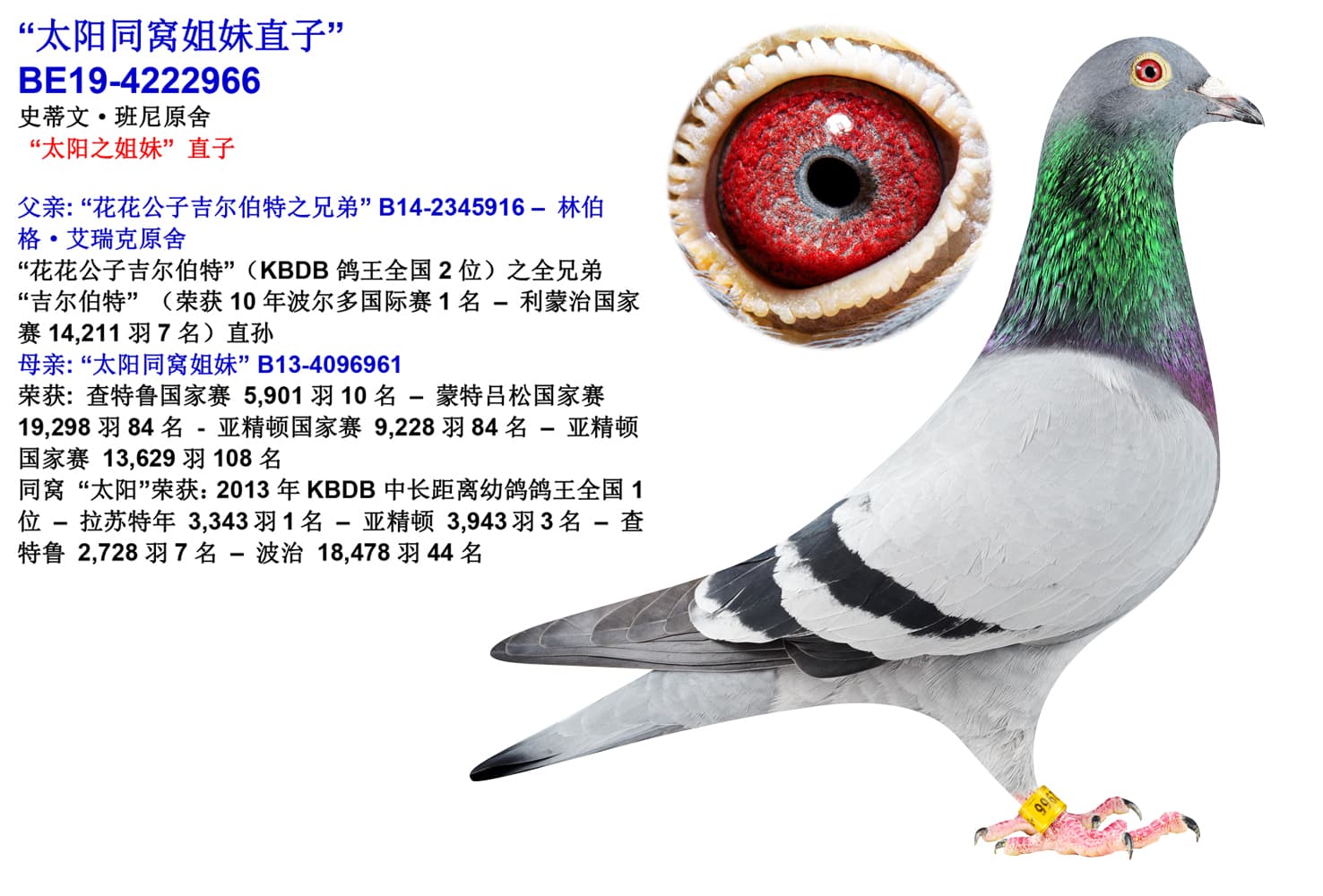 pigeon: undefined