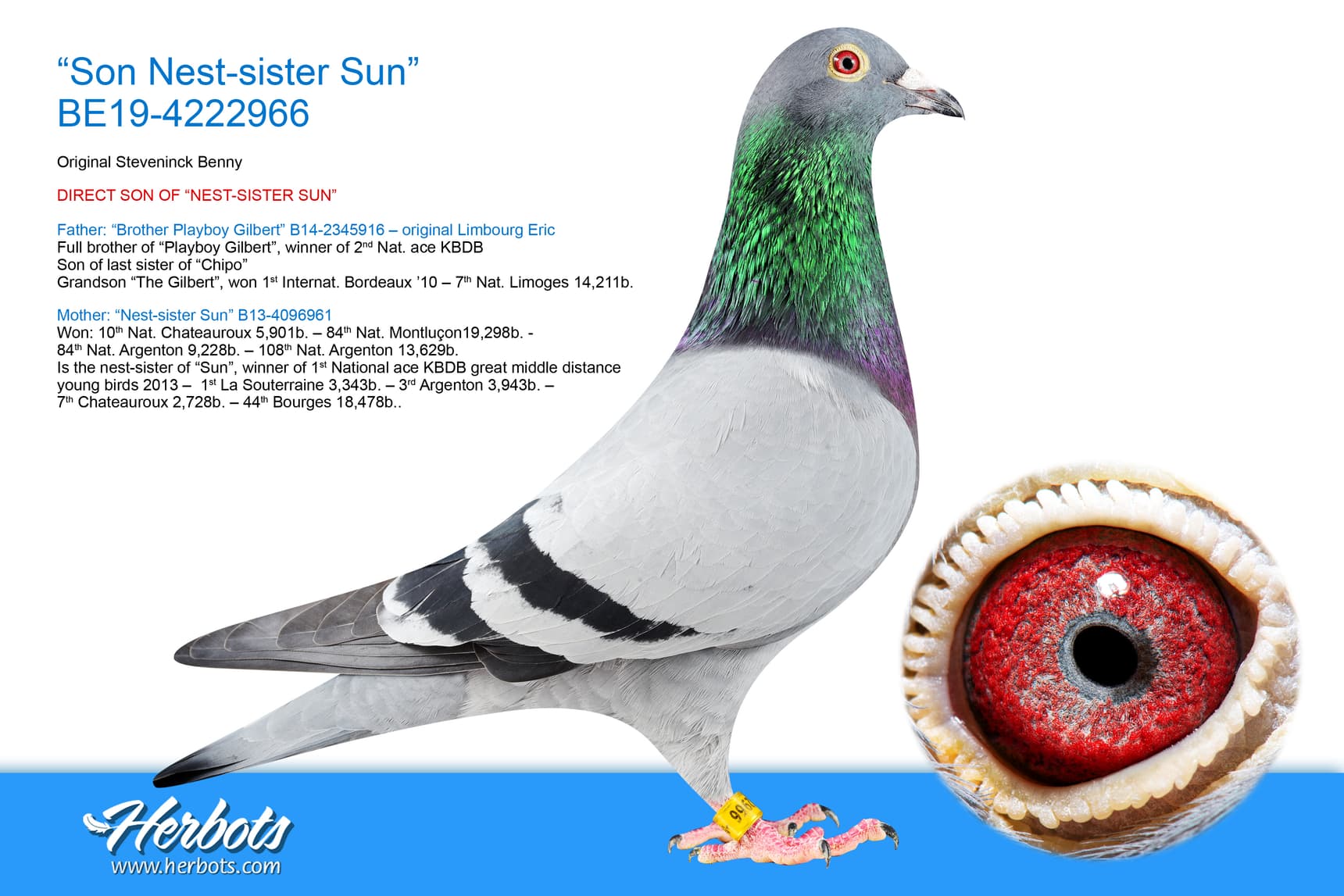 pigeon: “Son Nest-sister Sun”
