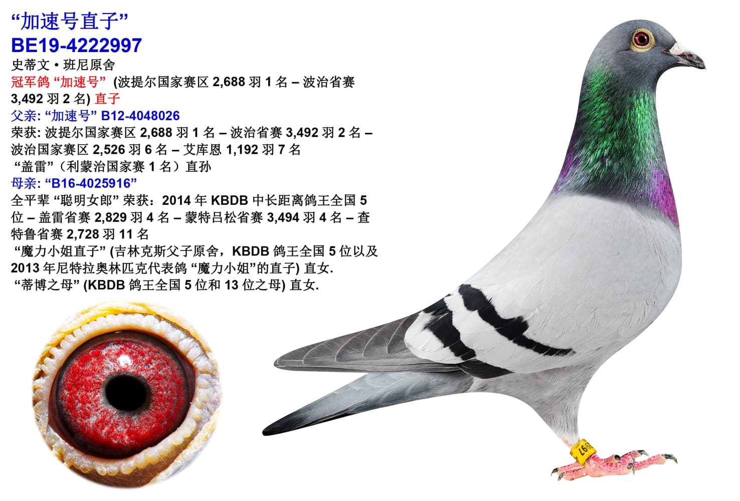 pigeon: undefined