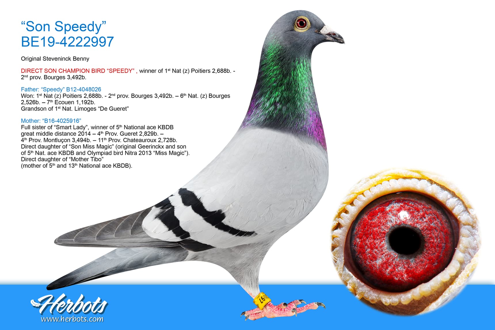pigeon: undefined