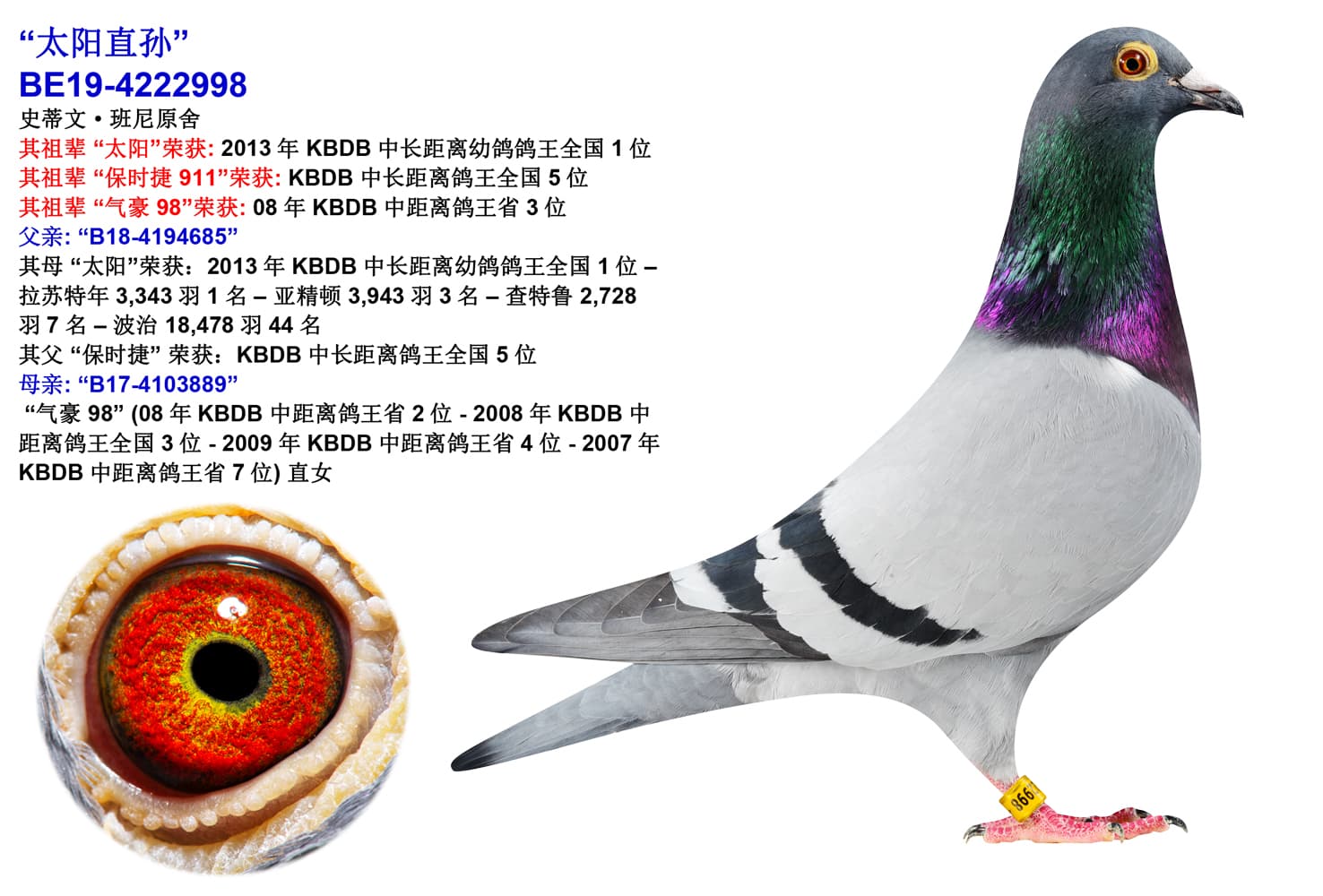 pigeon: undefined