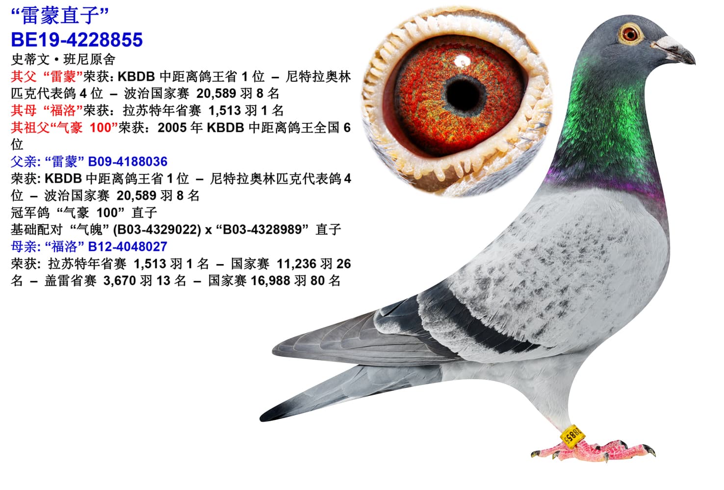 pigeon: “雷蒙直子”